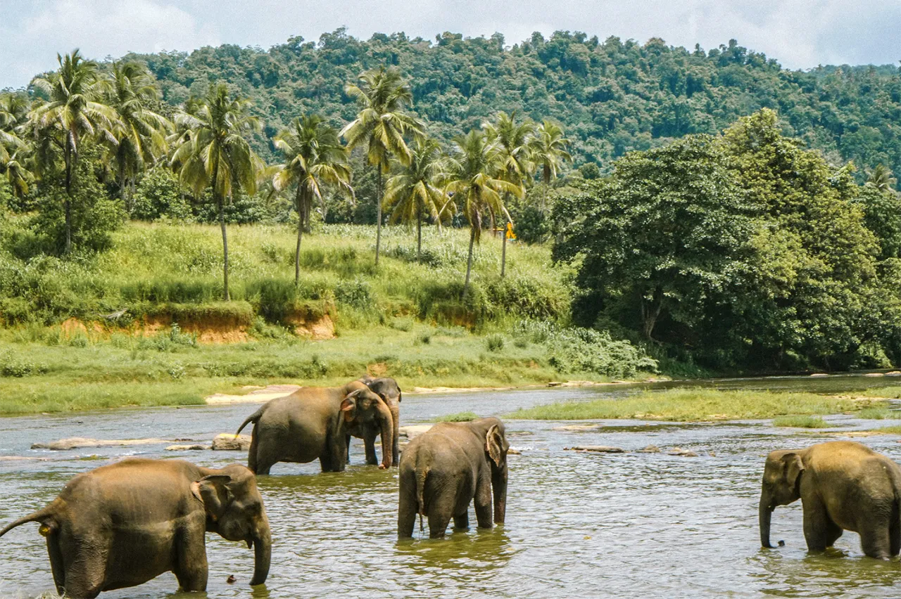 Panoramic view of elephants roaming freely in a lush jungle and bathing in a river, showcasing the natural environment of an ethical elephant sanctuary in Koh Samui.