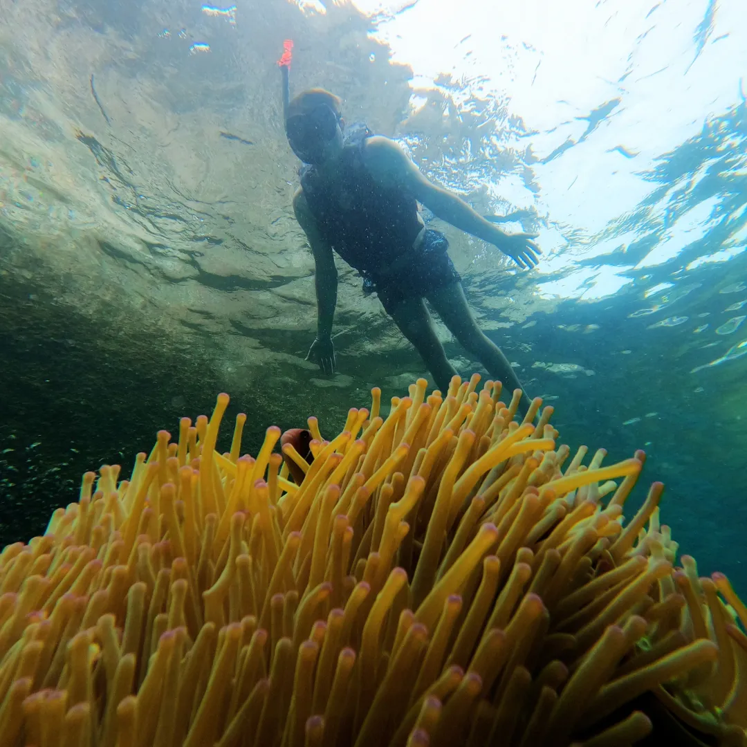 Person snorkeling in the clear blue waters of Koh Tao, gliding over vibrant live coral reefs, surrounded by tropical marine life.